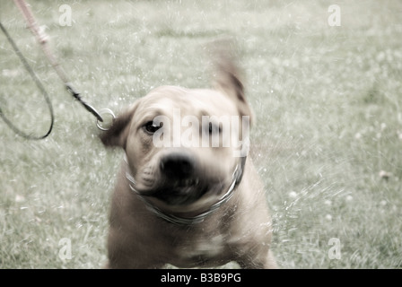 Waschen der Mischling Amstaff Hund Stockfoto