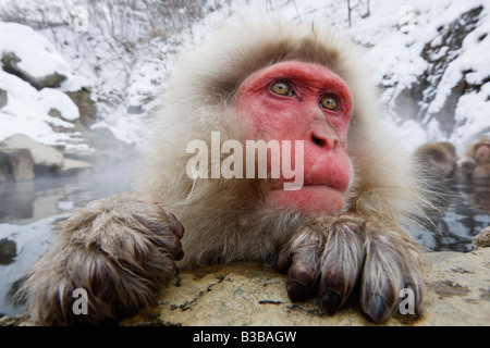 Nahaufnahme des japanischen Makaken, Jigokudani Onsen, Nagano, Japan Stockfoto
