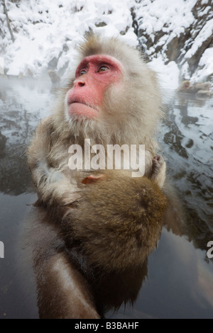 Mutter und jungen japanischen Makaken in Jigokudani Onsen, Nagano, Japan Stockfoto