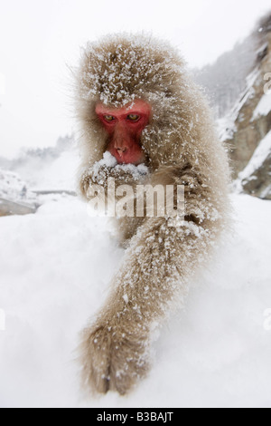 Japanischen Makaken herumsuchen für Nahrung, Jigokudani Onsen, Nagano, Japan Stockfoto