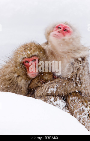 Japanischen Makaken, Jigokudani Onsen, Nagano, Japan Stockfoto