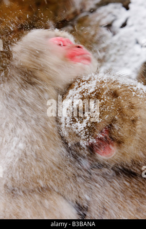 Japanischen Makaken in Schnee, Jigokudani Onsen, Nagano, Japan Stockfoto