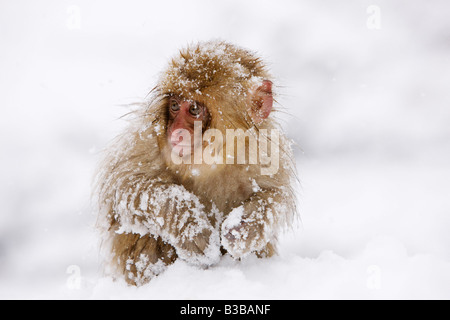 Japanischen Makaken herumsuchen für Nahrung, Jigokudani Onsen, Nagano, Japan Stockfoto