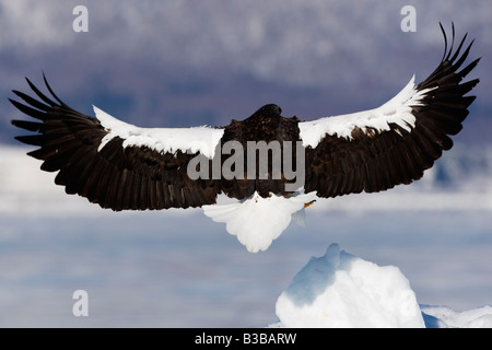 Steller der Seeadler Landung auf Eisscholle, Nemuro Kanal Shiretoko-Halbinsel, Hokkaido, Japan Stockfoto