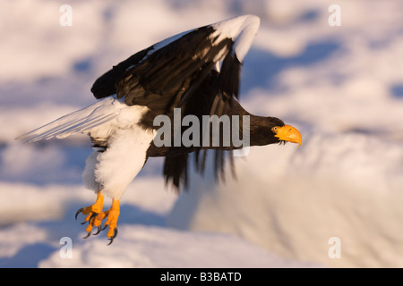 Steller der Seeadler im Flug, Nemuro Kanal Shiretoko-Halbinsel, Hokkaido, Japan Stockfoto