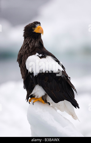 Steller der Seeadler, Nemuro Kanal Shiretoko-Halbinsel, Hokkaido, Japan Stockfoto