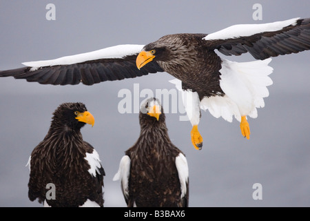 Steller der Seeadler, Nemuro Kanal Shiretoko-Halbinsel, Hokkaido, Japan Stockfoto