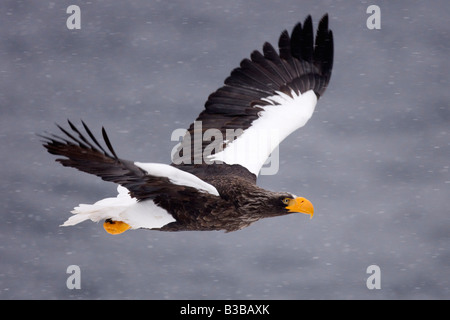 Steller der Seeadler im Flug, Nemuro Kanal Shiretoko-Halbinsel, Hokkaido, Japan Stockfoto