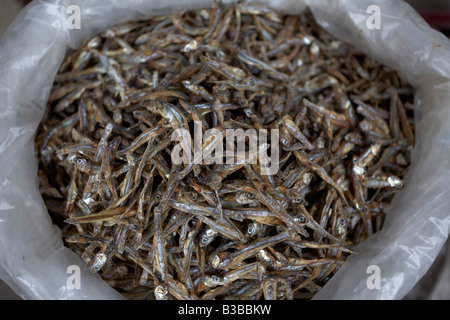 Trocknen Sie Sardellen, Hoi an, Provinz Quang Nam, Vietnam Stockfoto