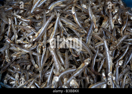 Trocknen Sie Sardellen, Hoi an, Provinz Quang Nam, Vietnam Stockfoto