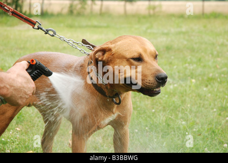 Waschen der Mischling Amstaff Hund Stockfoto