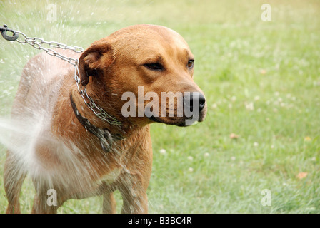 Waschen der Mischling Amstaff Hund Stockfoto