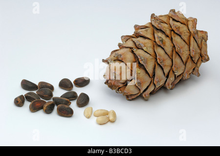 Sibirische Kiefer, sibirische Zeder (Cedrus Sibirica, Pinus Sibirica). Kegel, geschälte und ungeschälte Samen, Pinienkerne, Studio Bild Stockfoto