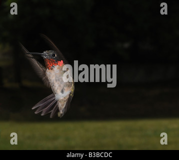 Männliche Kolibri-Rubin-throated im Flug Stockfoto