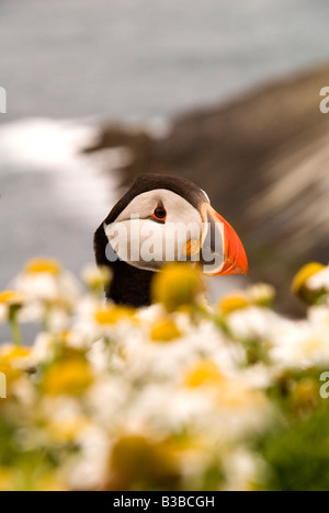 Papageitaucher (Fratercula Arctica) aus dem Meer Mayweed auf den Klippen von Skomer Island Stockfoto