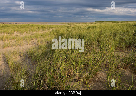 Coastal Gräser Chatham Strand Cape Cod Massachusetts Stockfoto