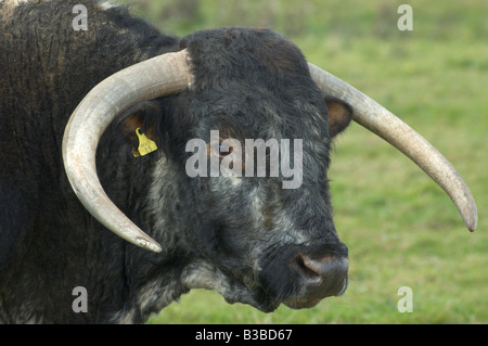 Eine beeindruckende English Longhorn Stier in einem Feld von Buckinghamshire Stockfoto