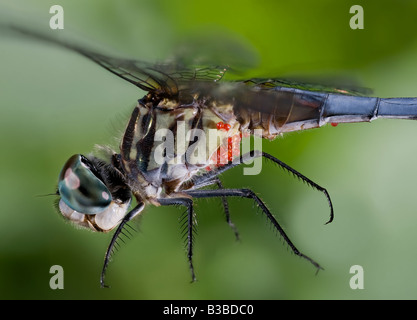 Milben auf der Unterseite von einem blauen Dasher Libelle Pachydiplax longipennis Stockfoto