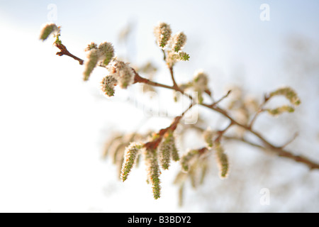 WEIHRAUCHZEDERN ESPE POPULUS TREMULOIDES IM ZEITIGEN FRÜHJAHR IM NORDEN VON ILLINOIS USA Stockfoto