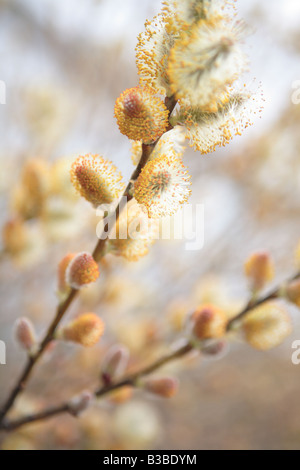 BLÜTE SALIX BICOLOR WEIDENZWEIG IM ZEITIGEN FRÜHJAHR IM NORDEN VON ILLINOIS USA Stockfoto