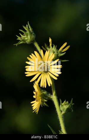 Kompass-Pflanze Silphium Laciniatum Blüte Stockfoto