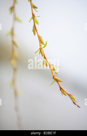 SILBERWEIDE SALIX ALBA TRISITS KÄTZCHEN AUF EINEN NEUEN ZWEIG IM SPRINTIME IM NORDEN VON ILLINOIS USA Stockfoto