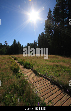 Ein Gehweg über eine Wiese im Calaveras große Bäume State Park in der Nähe von Arnold, Kalifornien. Stockfoto