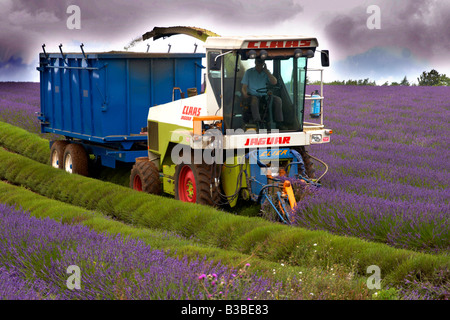 Lavendel Ernten bei Snowshill Lavender Farm, Gloucestershire, England UK Stockfoto