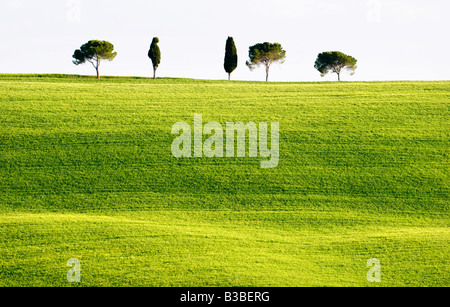 Klassischen toskanischen Landschaft in der Nähe von San Quirico, Valle de Orcia, Toskana, Italien Stockfoto