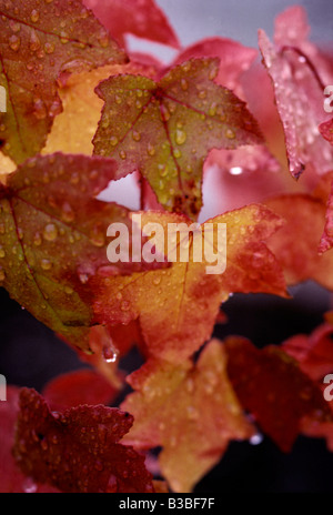 Regentropfen auf rot-Ahorn Blätter im Herbst, Auburn, Kalifornien Vereinigte Staaten Stockfoto