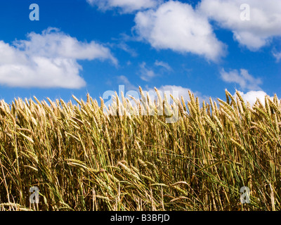 RIPE mischen reifen Weizen und in der Nähe gegen einen blauen Himmel im Sommer Stockfoto