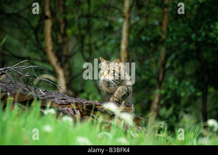 Schottische wilde Katze Felis Silvestris stehend auf der Suche nach Beute auf einem Baumstamm in die Cairngorm National Park-Schottland Stockfoto