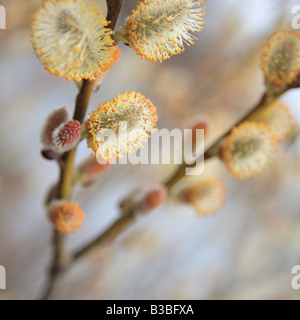 BLÜTE SALIX BICOLOR WEIDENZWEIG IM ZEITIGEN FRÜHJAHR IM NORDEN VON ILLINOIS USA Stockfoto