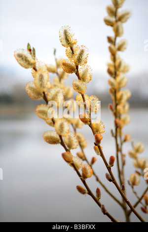 BLÜTE SALIX BICOLOR WEIDENRUTEN IM ZEITIGEN FRÜHJAHR IM NORDEN VON ILLINOIS USA Stockfoto