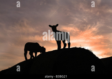 Frühling Lamm stehend auf Heuballen Silhouette gegen einen Sonnenuntergang in Suffolk Stockfoto