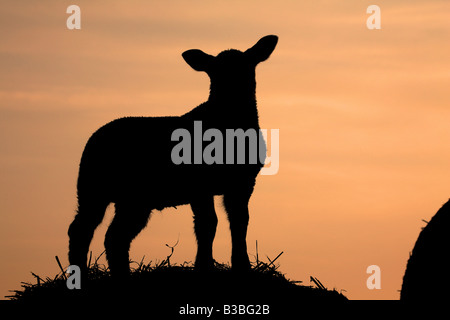 Frühling Lamm stehend auf Heuballen Silhouette gegen einen Sonnenuntergang in Suffolk Stockfoto