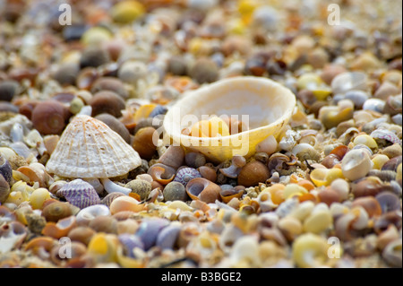 Muscheln am Strand auf Bryher Insel auf die Isles of Scilly England UK Stockfoto