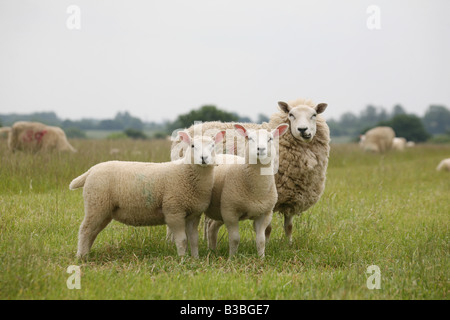 Zwei Lämmer und ihre Mutter blöken und zeigen Zähne auf einem Feld am Kirchturm Minogue auf die Essex-Suffolk-Grenzen Stockfoto