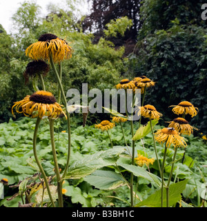 Hummeln auf Ochsen-Auge Daisy (Telekia Speciosa) Pflanzen auf dem Gelände des zündeten Arboretum Stockfoto