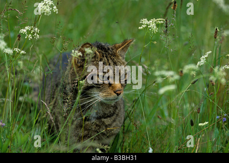 Schottische wilde Katze Felis Silvestris lange Gras in den Cairngorm National Park The Highlands Schottland wandern Stockfoto