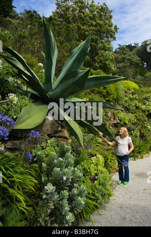 Riesige Agave-Pflanze in der Abtei Gärten Tresco Isles of Scilly England UK Stockfoto