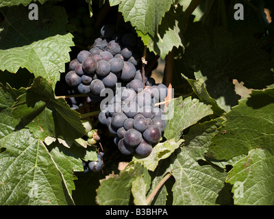 Pinot Noir Trauben wachsen auf einer Weinrebe auf Mangold Farm Weinberg und Weinkeller, Central Otago, Neuseeland Stockfoto