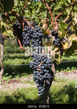 Die Trauben der roten Wein Cabernet Sauvignon-Trauben wachsen auf Reben Weinreben in Hawkes Bay Neuseeland Stockfoto