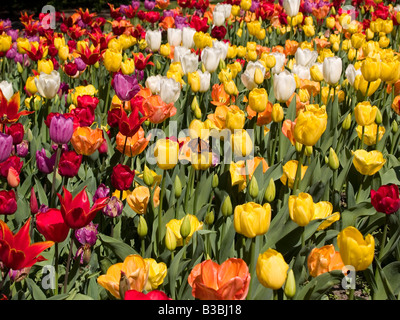 Bett-Anzeige der bunte Tulpen mit Monarch-Schmetterling Stockfoto