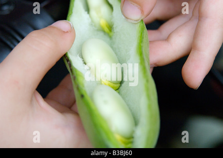 Ein junges Kind entdecken Saubohnen Stockfoto