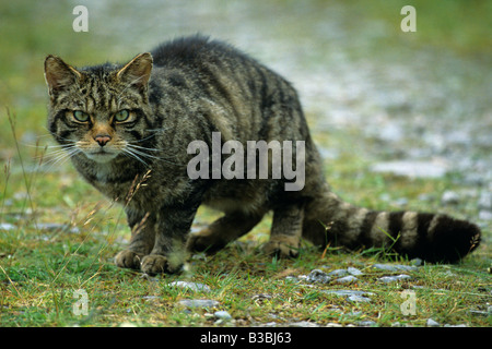 Schottische wilde Katze Felis Silvestris zu Fuß auf einem Pfad in den Wald im Cairngorm National Park Highlands Schottland Stockfoto