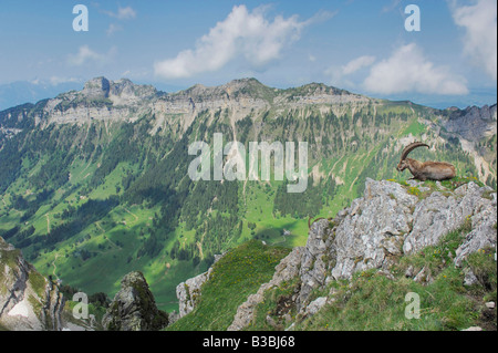 Alpensteinbock (Capra Ibex), Erwachsene auf einem Felsvorsprung mit Alpen im Hintergrund, Niederhorn, Interlaken, Schweiz Stockfoto