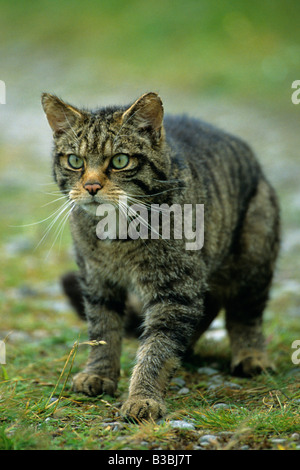 Schottische wilde Katze Felis Silvestris zu Fuß auf einem Pfad in den Wald im Cairngorm National Park Highlands Schottland Stockfoto