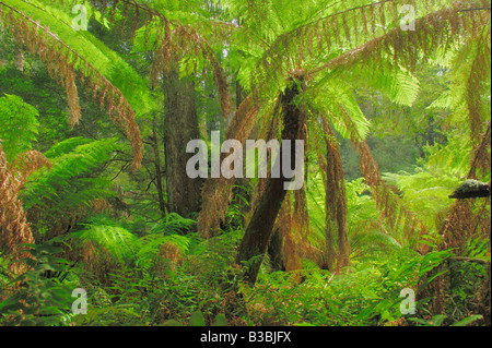 Regenwald mit Baumfarn Atherton Tablelands Queensland Australien Stockfoto