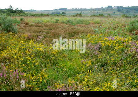 Schöne lila und gelb Heidekraut in Ashdown Forest, Sussex Stockfoto